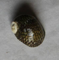 Theodoxus fluviatilis 4) (Linnaeus, 1758)  